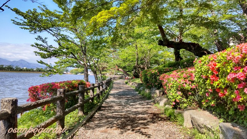 高松の池の遊歩道の新緑とツツジ