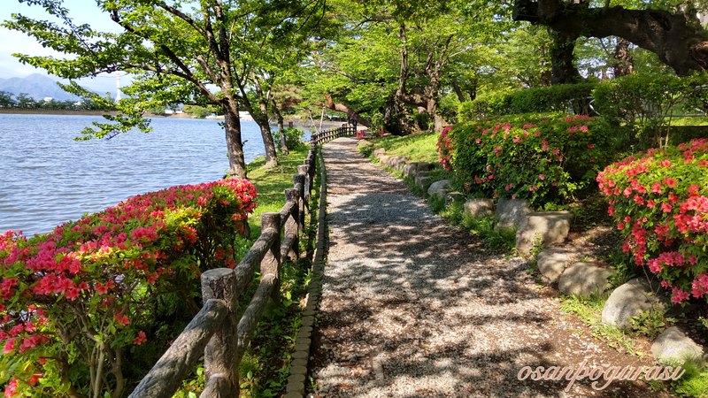 新緑とツツジの花が彩る高松の池の遊歩道