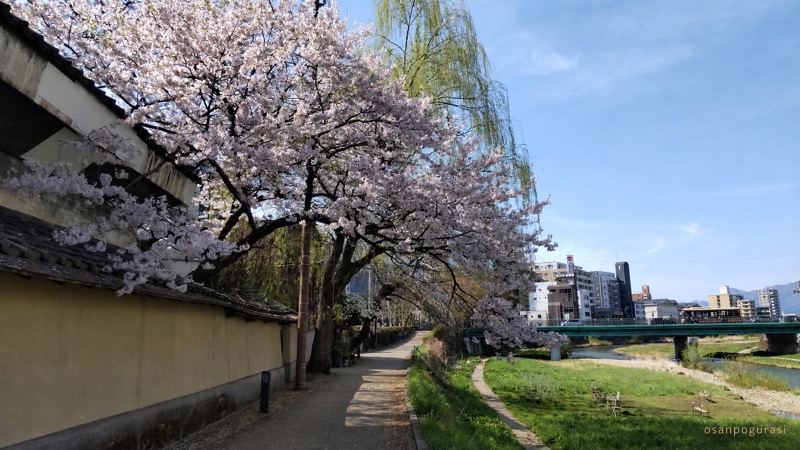 ござ九商店の土塀ぞいに咲く桜と中津川