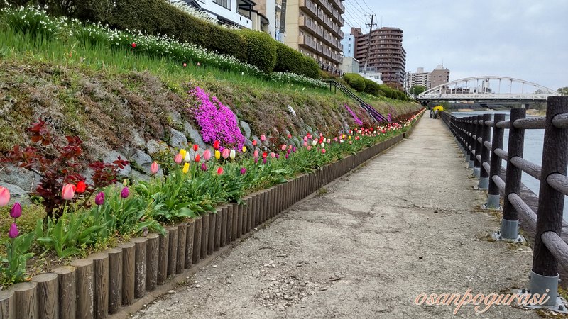 河川敷遊歩道の花が咲いている様子
