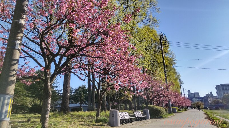 中津川沿いの桜並木（ゴール地点）